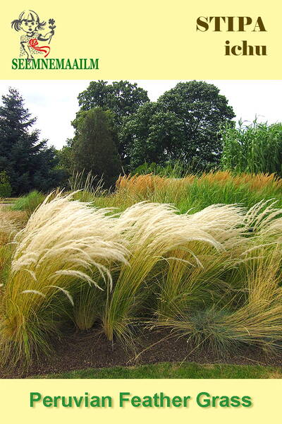 Ковыль перуанский (Стипа ичу) Stipa ichu
